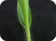Witch grass leaf sheath