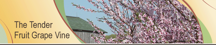 Tender Fruit Grape Vine