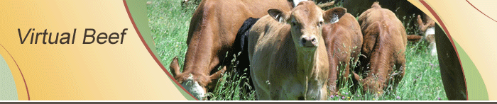 Virtual Beef