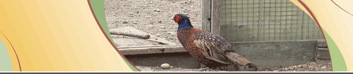 photo showing gamebird