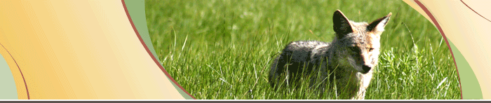 Predation Banner