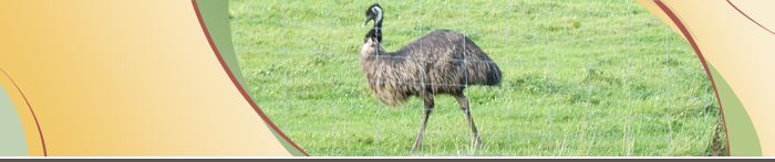 photo of game bird