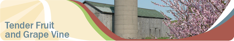 The Tender Fruit Grapevine Banner