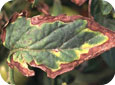 Bacterial Canker Symptoms on Foliage with Dark Leaf Edges and Yellowing