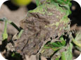 Severe Septoria leaf spot symptoms