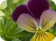 Fleur de la violette des champs