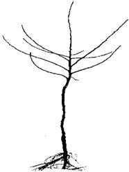 Image of a 2 year tree.