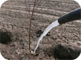 New trees have limited root systems, so will require weekly watering.