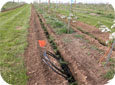 Un à deux boyaux d'irrigation au goutte-à-goutte alimenteront chaque rangée d'arbres.