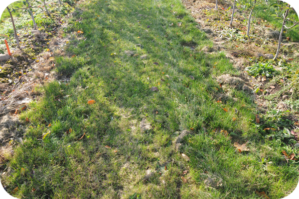 Use good soil and site preparation to ensure a weed free establishment of the sod.