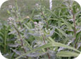 If weeds (like this Canada Thistle) are at susceptible stages, apply glyphosate at the higher rates.