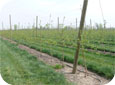 Trellis is more economical that single stakes at higher densities.
