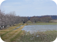 Apple trees do not like “wet feet”, especially during the growing season.