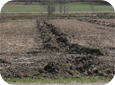 Many sites should be systematically tiled before planting.