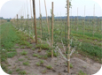 The Tall Spindle system requires branches tied down to induce fruiting.