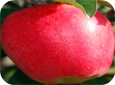 Ambrosia™ is a bi-coloured apple with a pinkish red blush on creamy yellow background.