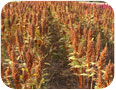 Stand of Amaranthus. cruentus var.Golden Giant in Norfolk county, Ontario. 2011.