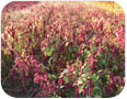 Stand of Amaranthus. caudatus var Love-Lies-Bleeding in Norfolk county, Ontario. 2011.