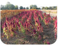 Stand of Amaranthus. hypochondriacus in Norfolk county, Ontario. 2011.