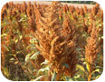 Amarante-grain