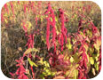 Amaranthus. caudatus var Love-Lies-Bleeding grain head, Norfolk county, Ontario. 2011.