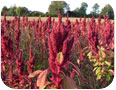 Amaranthus. hypochondriacus grain head, Norfolk county, Ontario. 2011.