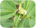 Tarnished plant bugs will feed on seeds and flower heads