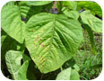 Phomopsis amaranthicola on leaves and stems of amaranth