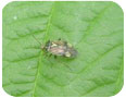 Tarnished plant bug adult