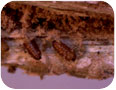 Pupa of unidentified boring insects found in quinoa stems