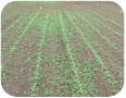 Croissance des mauvaises herbes printanières entre des rangs de quinoa.