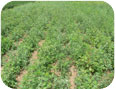 Rows of quinoa mixed with lamb’s-quarters