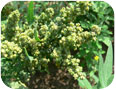 Épis de quinoa immatures.