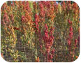 Couleurs variées des épis du cultivar « Brightest Brilliant ».