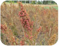 Quinoa seed head just prior to harvest