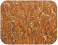 Spelt prior to harvest and threshing (photo credit Nevio,  www.shutterstock.com)
