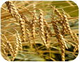 Spelt seed head (photo credit Koi88, www.shutterstock.com)