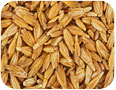 Spelt seed prior to dehulling (photo credit Fekete Tibor, www.shutterstock.com)