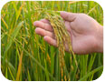 Maturing rice in lowland production system (Photo credit: luckypic, www.shutterstock.com)