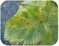 Mite damage to European angelica