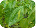 Basil downy mildew begins as yellowing of sections of the leaf confined by the veins