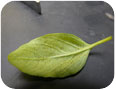 Powdery spores develop on the underside of leaves infected with basil downy mildew