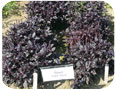 Purple basil 