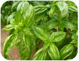 Sweet basil 