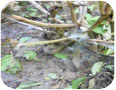 Sclerotinia stem rot causes whole plants to collapse