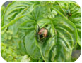 Japanese beetle on basil