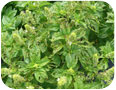 Japanese beetle damage on basil