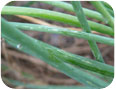 Dommages à la ciboulette causés par les thrips.