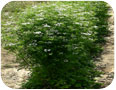 Coriander in flower.