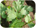 Brûlure bactérienne sur des feuilles de coriandre.